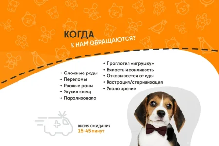 Ветеринарная служба ВетСкорая24 на Советской улице фото 1