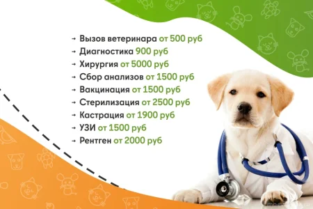 Ветеринарная служба ВетСкорая24 на Советской улице фото 4